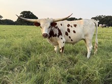 V3C Shooter's Aurora